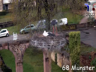 Aperçu de la webcam ID1083 : Cigognes de Munster en live - via france-webcams.fr