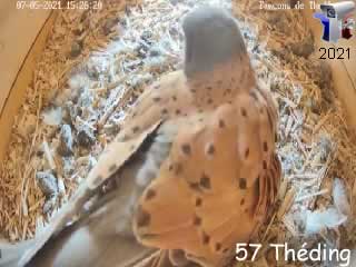 Le nid de faucon crécerelle en direct - intérieur - via france-webcams.fr