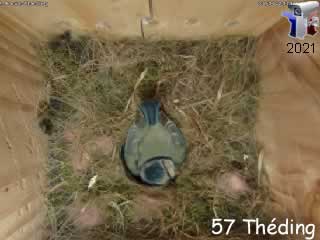 Le nid de mésange bleue en direct - via france-webcams.fr
