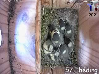 Le nid N°1 de mésange charbonnière en direct - via france-webcams.fr