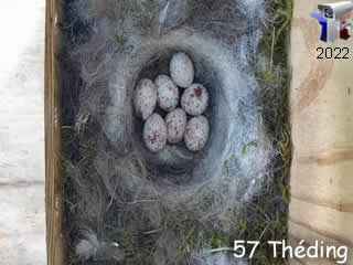 Le nid N°2 de mésange charbonnière cam 2 - via france-webcams.fr