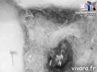 Webcam mésange charbonnière intérieur du nid - Vivara - via france-webcams.fr